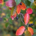 thumbnail image 2 of Brighter Blooms - Viking Aronia Chokeberry Bush, 3 gal - No Shipping to AK, AZ, CA, HI, OR, WA, 2 of 5