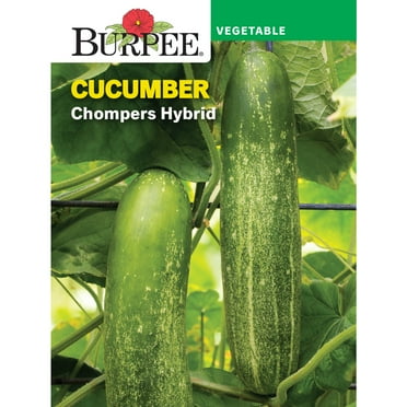 Burpee Chompers Hybrid Cucumber Vegetable Seed, 1-Pack