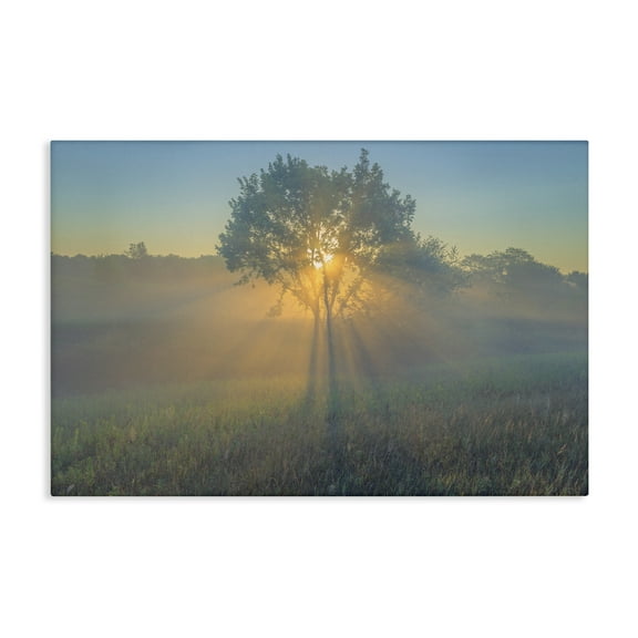 Stupell Industries Bright Sunlit Tree Landscape & Nature Photography Wrapped Canvas Art Print Wall Art, 24 x 16