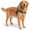 Green, variant on Escape Proof No Pull Tactical Dog Harness, Reflective Adjustable Vest With Handle, Front Clip & Sturdy D-Ring For Dog Walking And Training