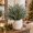 #C, variant on LEVEO 19" Artificial Cedar Branch with Berries, Faux Pine Sprigs Christmas Floral Pick for Vase Wreath Garland DIY Home Decor, 1 Stem(#A)