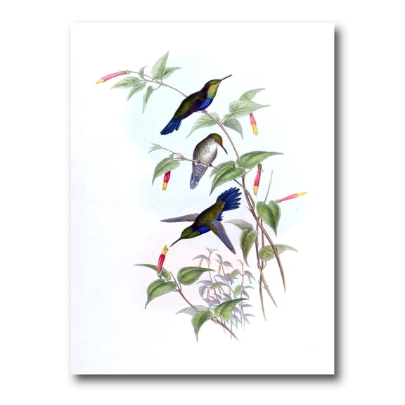 Designart ' Ancient Hummingbird I ' Traditional Canvas Wall Art Print