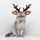 thumbnail image 1 of Sombreros navideños para mascotas, adornos para gatos, sombreros de cuerno de ciervo, decoraciones festivas, cuernos anticaída, sombreros de modelado, 1 of 7