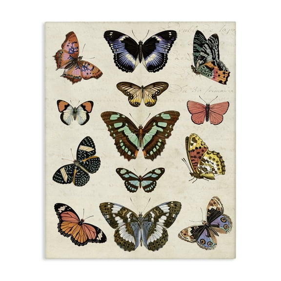 Stupell Industries Eclectic Vintage Butterfly Breeds Canvas Art, 16 x 20, by Susan Arnot