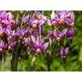 thumbnail image 5 of 25 MIDLAND SHOOTING STAR (Flamingo Flower / Birds Bills / Prairie Pointer) Dodecatheon Meadia Flower Seeds, 5 of 10