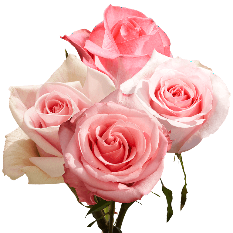 Greenchoice Flowers, 24 Light Pink Roses Fresh Cut Flowers