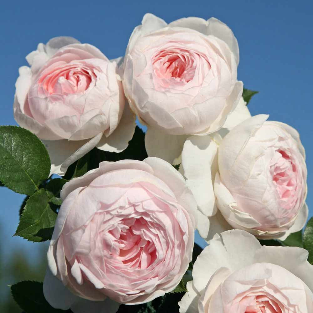 Heirloom Roses Rose Bush - The Parfuma® Earth Angel Floribunda Plant , Live Fragrant Plants For Outdoors , Pink Own Root Bushes For Planting , One Gallon Potted Outdoor Flowers