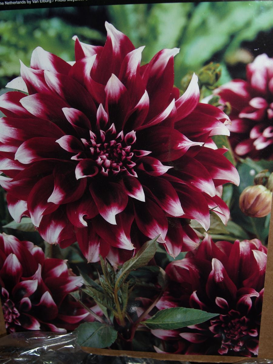 dahlia contraste dahlia contraste