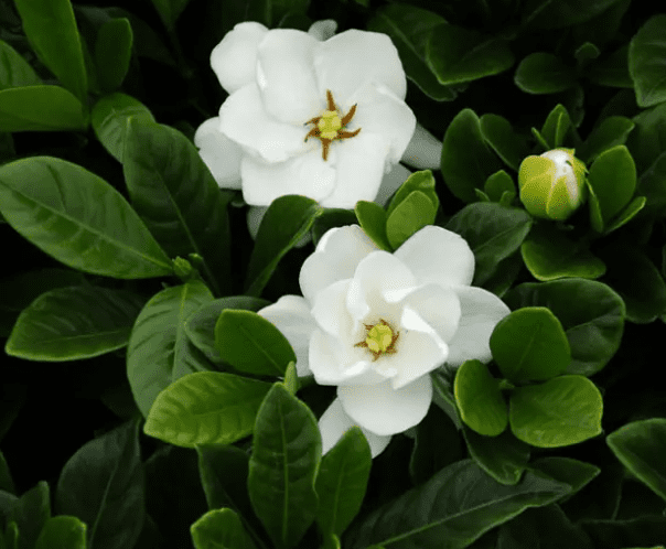 Frostproof Cape Jasmine Plant Live for Planting, Arabian Jasmine Plant for Indoor Outdoor 4 to 6 Inch Tall