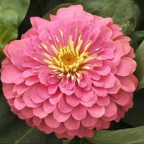 Zinnia Magellan Pink Seeds ,250 Annual Flower Seeds