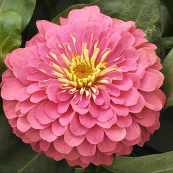 Zinnia Magellan Pink Seeds ,250 Annual Flower Seeds