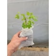 thumbnail image 5 of Eastern Snowball Bush ( Viburnum ) - Live Plant - ( 1 QT ), 5 of 7