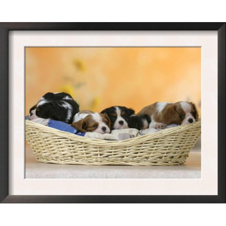 Tri Cavalier King Charles Spaniel - Domestic Dogs, Five Cavalier King Charles Spaniel Puppies, ... Framed Art Print Wall Art