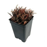 Chocolate Sedge Grass - Carex berggrenii - 2.5" Pot - Fairy Garden