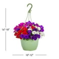 thumbnail image 3 of Expert Gardener 1.5gal Multicolor Petunia Live Annual Plant Decorative Pot Sun, 3 of 13