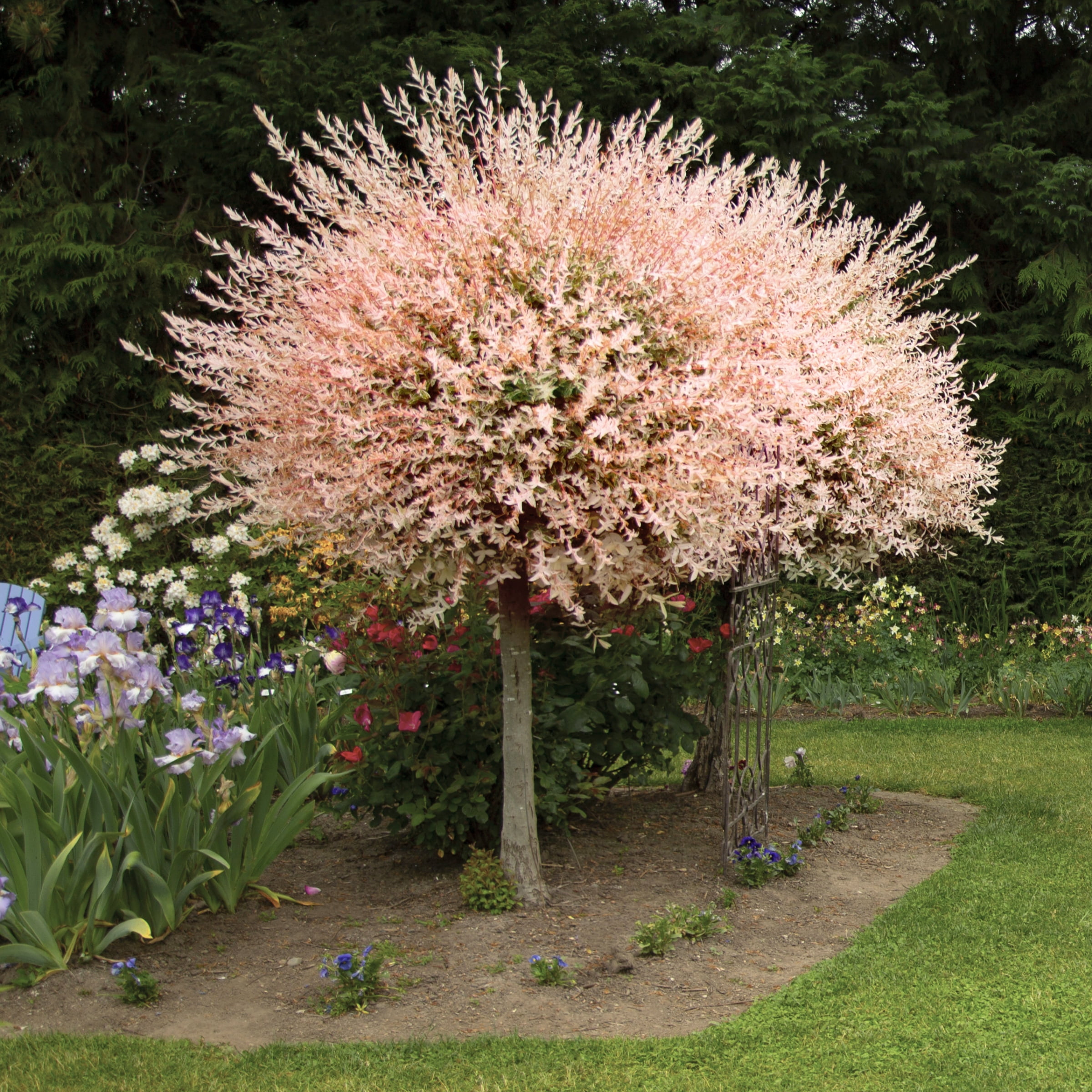 National Plant Network 3 gal Hakuro Nishiki Willow Live Tree