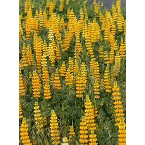 Arroyo Golden Yellow Lupine Perennial Wildflower, 200 Seeds, Beautiful Yellow Flowers, Heirloom Seeds, Easy to Grow Wildflowers, Country Creek Acres
