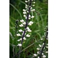 thumbnail image 3 of 50 WHITE WILD INDIGO Baptisia Alba Usa Native Pollinator Flower Seeds, 3 of 9