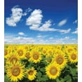 thumbnail image 3 of Sunflower Duvet Cover Set, Fresh Sunflowers Field Under Clear Sky Clouds Countryside Farm Picture, Decorative 3 Piece Bedding Set with 2 Pillow Shams, King Size, Blue Green Yellow, by Ambesonne, 3 of 3