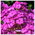 thumbnail image 3 of Everwilde Farms - 10 Garden Phlox Native Wildflower Seeds - Gold Vault Seed Packet, 3 of 4