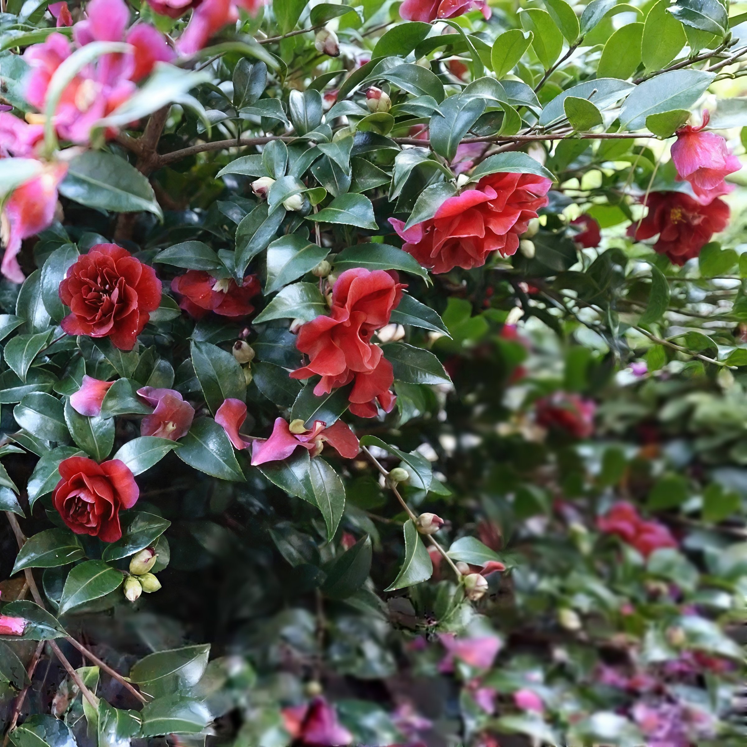National Plant Network 3 gal. Camellia Sasanqua October Magic Ruby Shrub