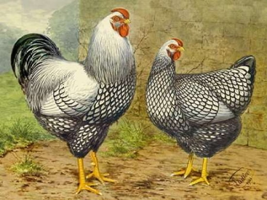 Chickens Silver Lac