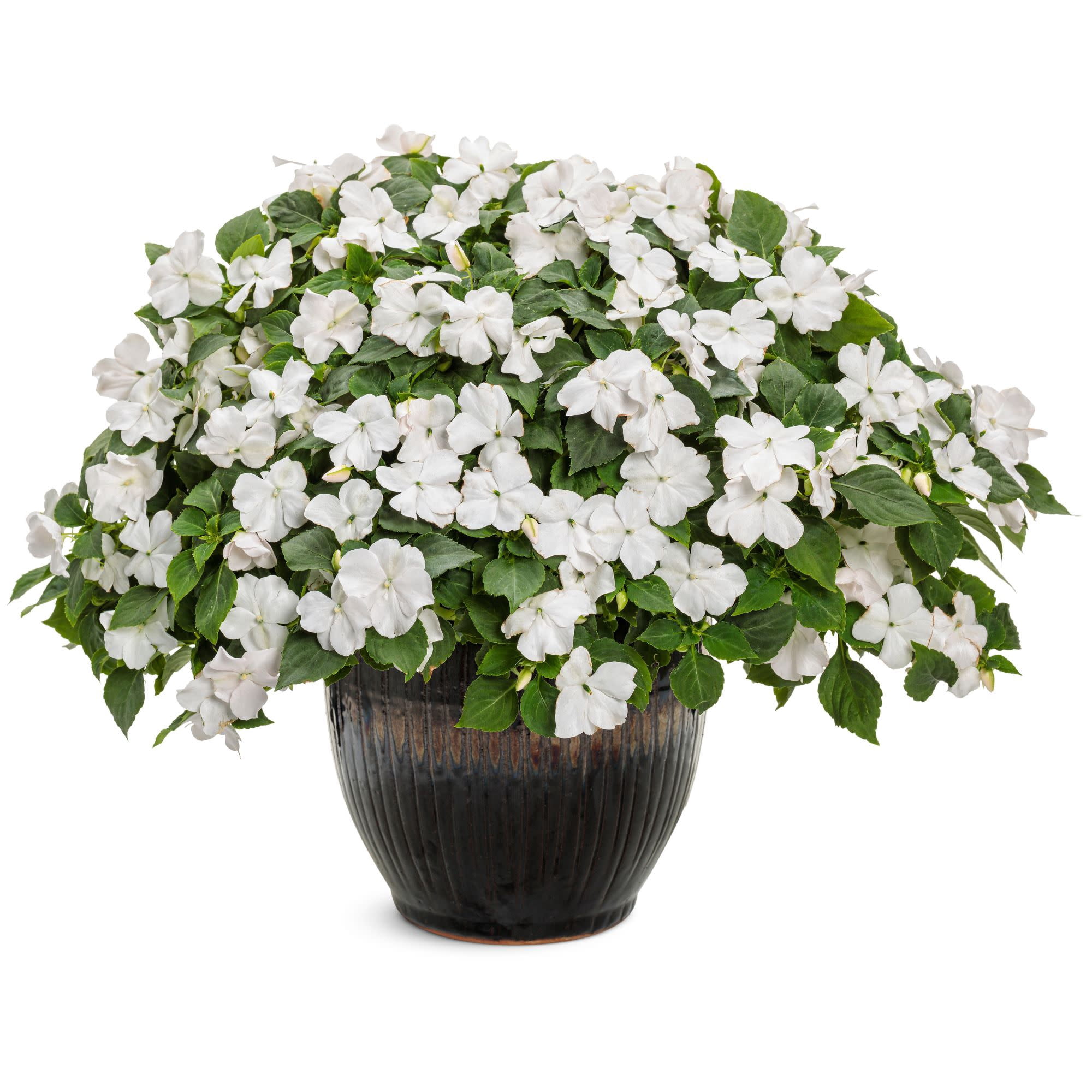 Proven Winners 4"  Soprano White Bedding Impatiens Live Plant in 4.25" Pot (4 Count)