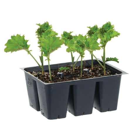 Bonnie Plants Curly Kale 6-pack