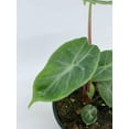 thumbnail image 4 of Alocasia Ivory Coast Variegated, Elephant Ear African Plant, Clear Green, 4 of 9