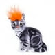thumbnail image 2 of Xihbxyly Disfraz de Halloween para Mascota, Diseño de Peluca de Moda, Tela Suave y Cómoda, Cuello Ajustable, Ideal para Fiestas, Accesorio de Fotos, Apto para Gatos y Perros Pequeños, Circunferencia, 2 of 3
