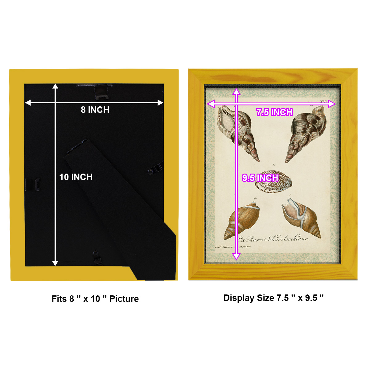 Bookplate Shells VIII - Framed Print w/glass - Sunflower Yellow