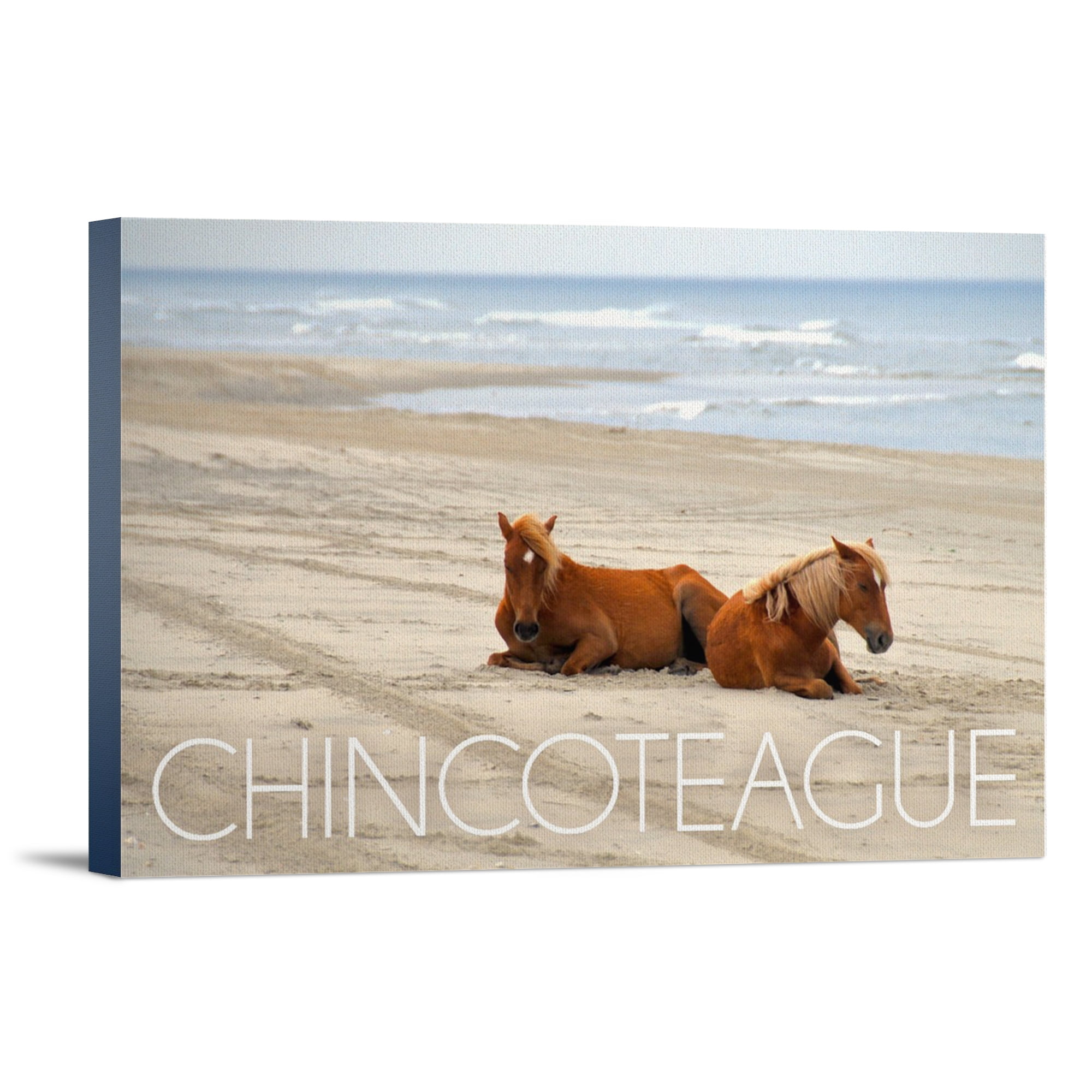 Chincoteague, Virginia, Wild Horses on Beach, (12x18 Wrapped Canvas