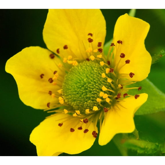 100 YELLOW AVENS Geum Aleppicum Moist Wetland Flower Seeds