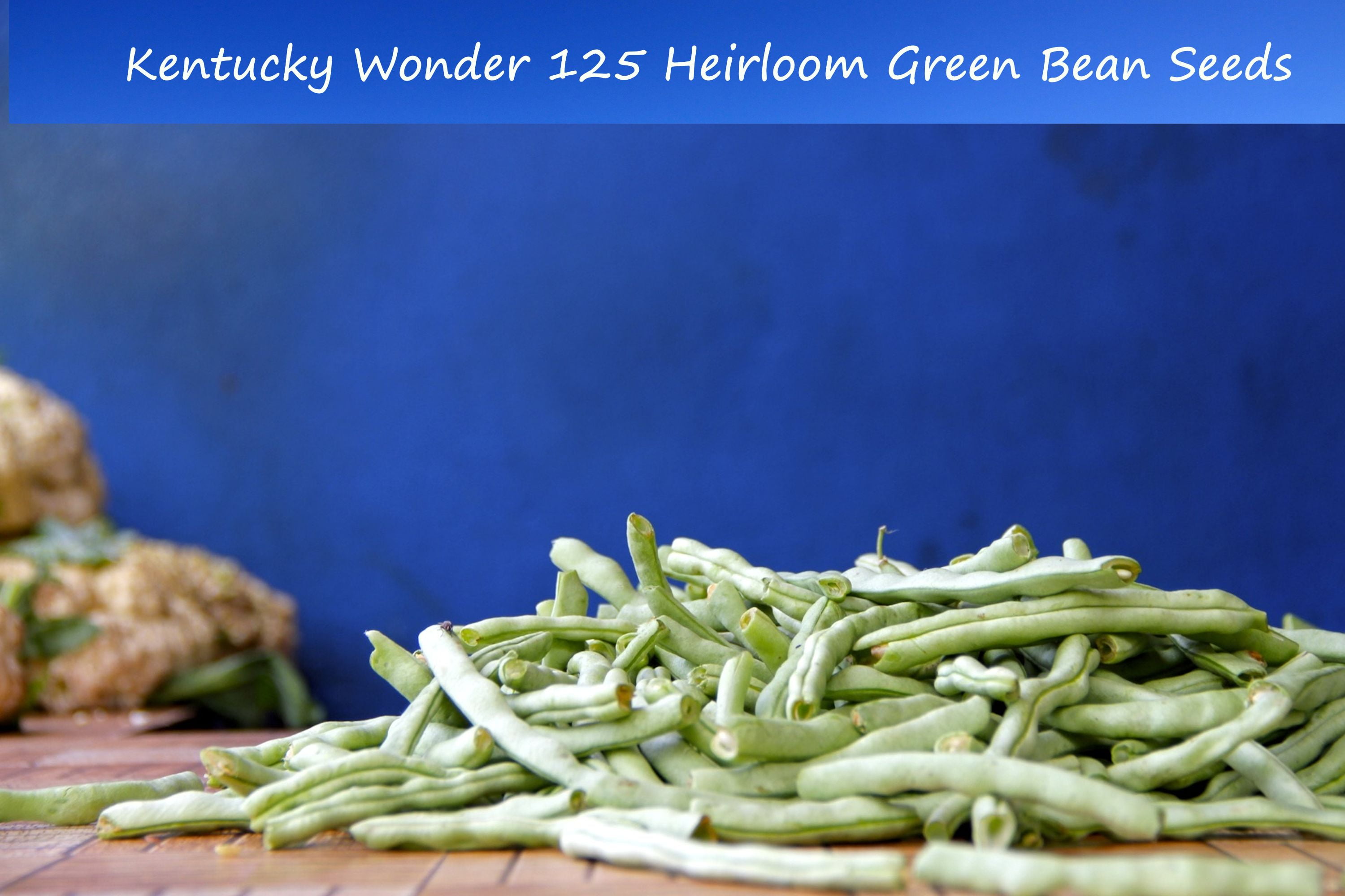 Bean Seeds Kentucky Wonder 125 Improved Bush Bean 50 Vegetable SeedsHigh YieldsEarly