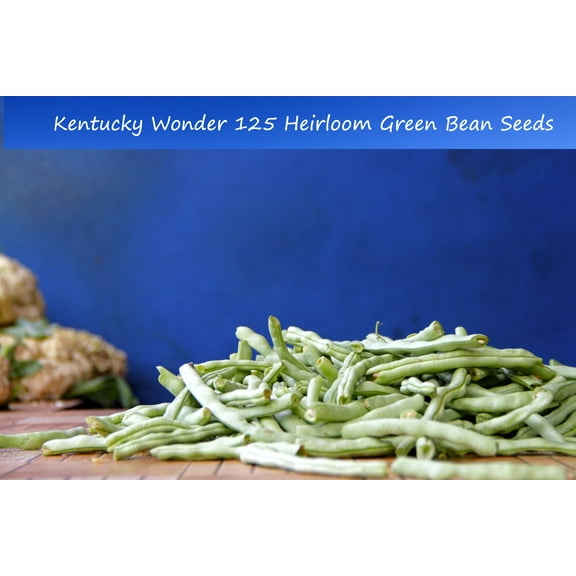 Bean Seeds - Kentucky Wonder 125 - Improved Bush Bean -50 Vegetable Seeds--High Yields-Early Producer- Slender Pod