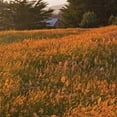 thumbnail image 3 of Crane, Rita 12x12 Black Modern Framed Museum Art Print Titled - Golden Fields III, 3 of 5