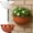 Brown, variant on Lwlmwt Semi-circular Wall-mounted Plastic Flower Pots,Hanging Flower Pot with Drainage Holes,Garden Rustic Planter,Indoor flowerpots