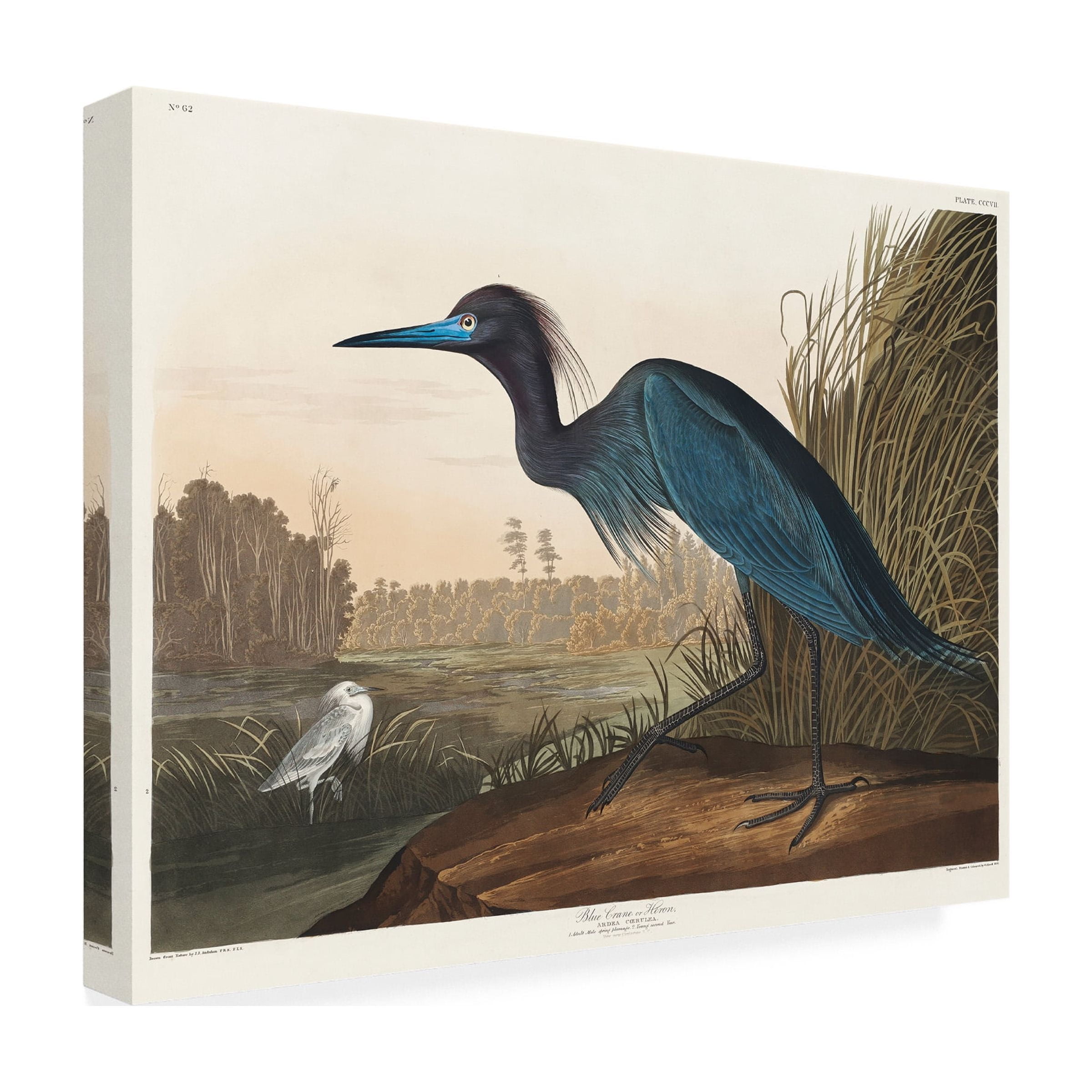 Pictufy 'Blue Crane or Heron From Birds of America 1827' Canvas Art