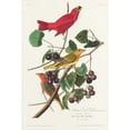 thumbnail image 2 of Audubon, John James 11x14 Gold Ornate Wood Framed with Double Matting Museum Art Print Titled - Summer Red Bird, 2 of 4