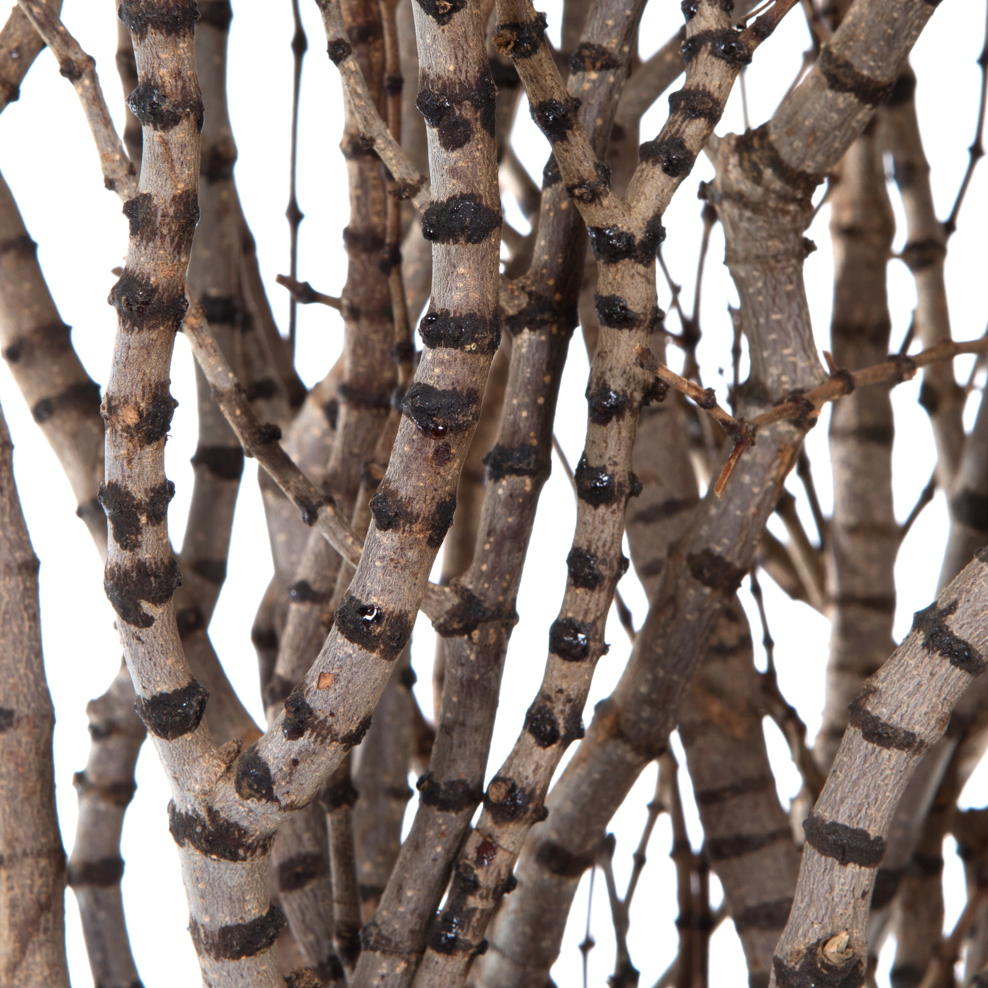 Vickerman 36" Tigerwood bundle, 25 stems per Bundle , Dried