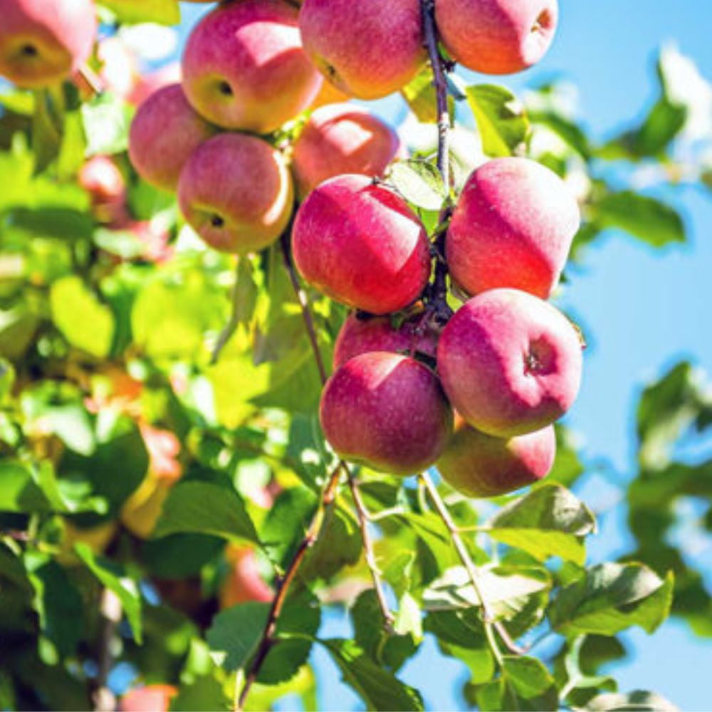 Expert Gardener 2-3 ft tall Pink Lady Apple Live Tree in 5-Gallon Grower Pot