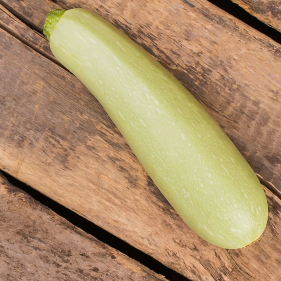 Clarinette F1 Hybrid Summer Squash Seeds - 4 g Packet ~35 Seeds - Non-GMO, F1 Hybrid - Vegetable Garden - Cucurbita pepo