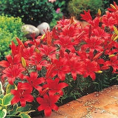 Expert Gardener Outdoor Live Plant Asiatic Lily Red 2.5QT, Sun