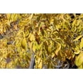 30 Arizona Ash Tree Seeds for Planting Fraxinus Velutina