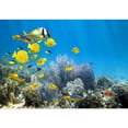 thumbnail image 2 of wall26 - Underwater Coral Reef Scenery with Colorful School of Fish - Removable Wall Mural | Self-Adhesive Large Wallpaper - 66x96 inches, 2 of 5