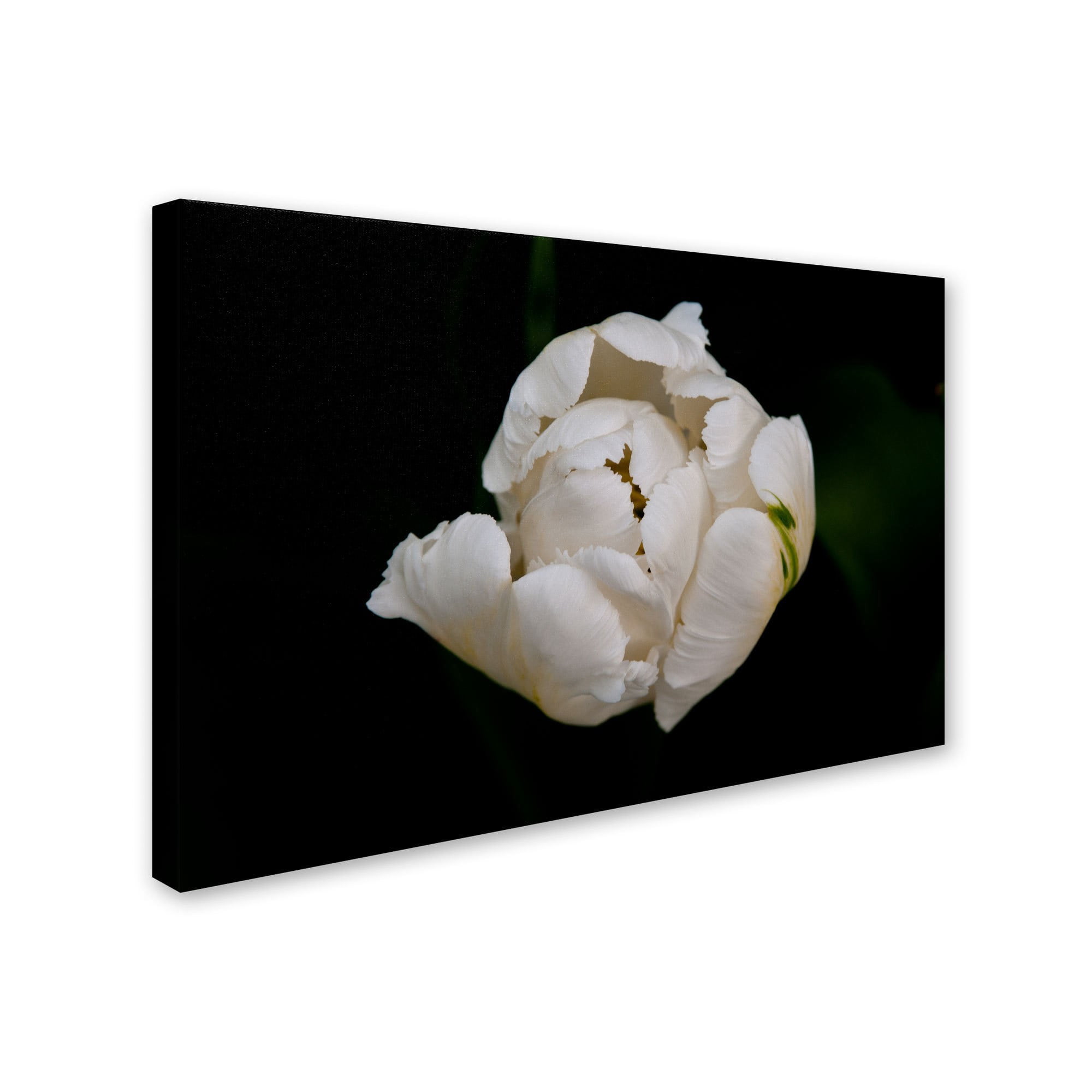 Trademark Fine Art "White Parrot Tulip" Canvas Art by Kurt Shaffer