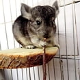 thumbnail image 5 of 250 g y 500 g de palitos de manzana naturales, animales pequeños, golosinas de madera molar, juguetes, chinchilla, conejillo de indias, hámster, conejo, jerbo, loro, conejito y animales pequ, 5 of 5