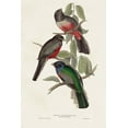 thumbnail image 2 of Gould, John 13x18 White Modern Wood Framed Museum Art Print Titled - Elegant Trogons V, 2 of 4