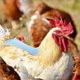 thumbnail image 2 of Delantales para gallinas, 8 piezas, para aves de corral, protegen la espalda y las alas para adaptarse a gallinas pequeñas, medianas y grandes, 8 colores, 2 of 3