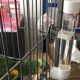 thumbnail image 4 of Alimentador de Jaula de Plástico para Loros Y Pájaros de 2 Piezas para Pinzones de Loros Pequeños Y Medianos Zulema Cuenco para comederos de jaula de pájaros, 4 of 8